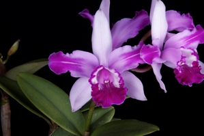 Cattleya intermedia fma. aquini orlata Angela AM/AOS 87 pts.